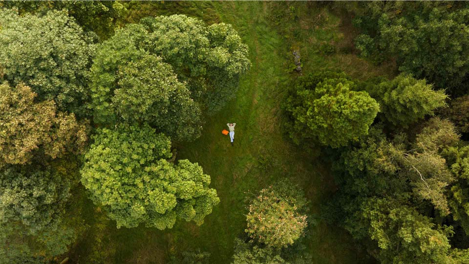Trees